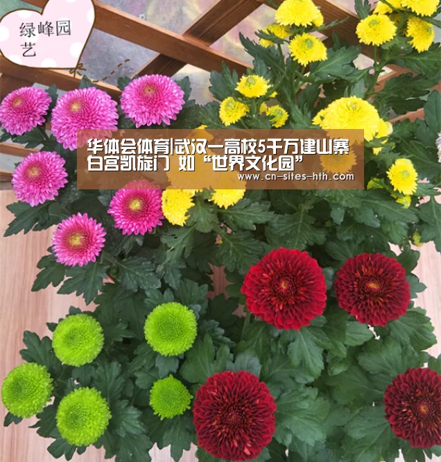 华体会体育|武汉一高校5千万建山寨白宫凯旋门 如“世界文化园”(图1) 华体会体育