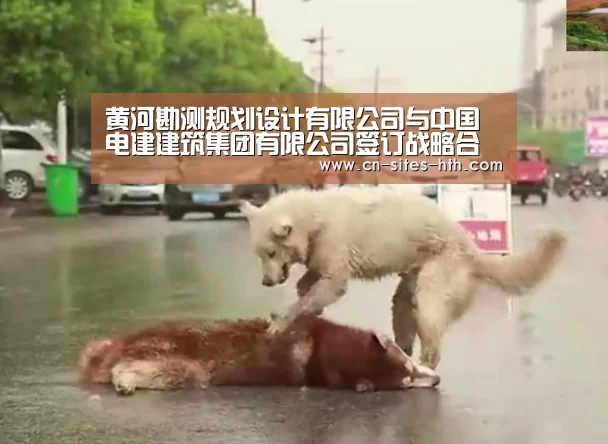 黄河勘测规划设计有限公司与中国电建建筑集团有限公司签订战略合作协议“华体会体育”(图2) 华体会体育